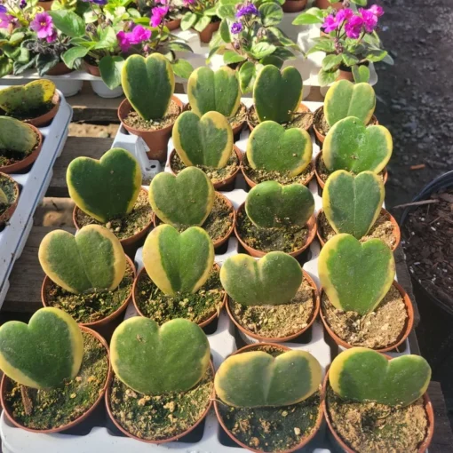 Hoya Kerii Variegated Hearts | 2in pot | 4in pot