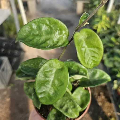 Hoya Krinkle | Ripple Hoya | Crinkle Hoya | Hoya Carnosa | Multiple Sizes | 2in pot | 4in pot