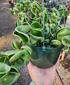 Hoya Rope Variegated | 2in pot | 4in pot | Rooted Cutting | 6in pot