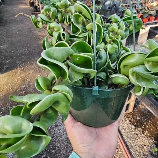 Hoya Rope Variegated | 2in pot | 4in pot | Rooted Cutting | 6in pot