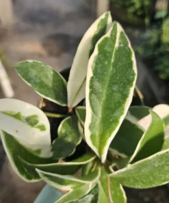 Hoya Tricolor | Hoya Carnosa | Multiple Sizes | 2in pot | 4in pot