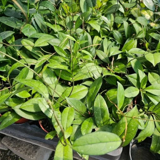 Hoya crassipetiolata | 2in pot | 4in pot