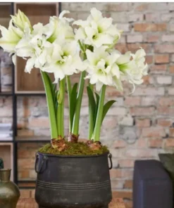 Ice Queen Amaryllis Set of 2 White Double Flowering Bulbs for Indoor and Outdoor Decor