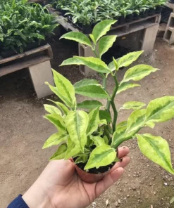 Jacob's Ladder Pedilanthus | Pedilanthus Tithymaloides | Devi's Backbone | 3in pot