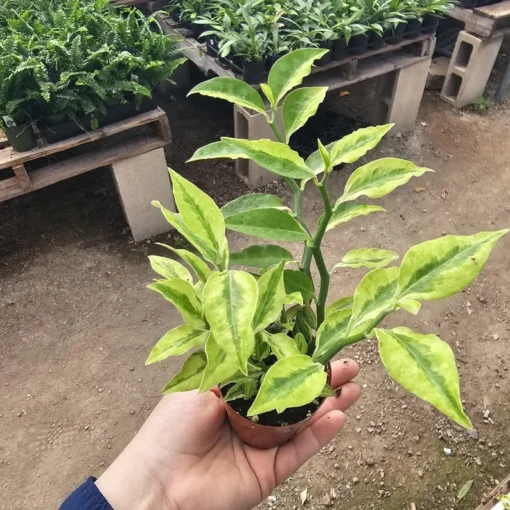 Jacob's Ladder Pedilanthus | Pedilanthus Tithymaloides | Devi's Backbone | 3in pot