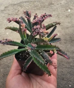 Kalanchoe Pink Butterfly, Variegated Succulent, Rare Succulent, 2in' pot