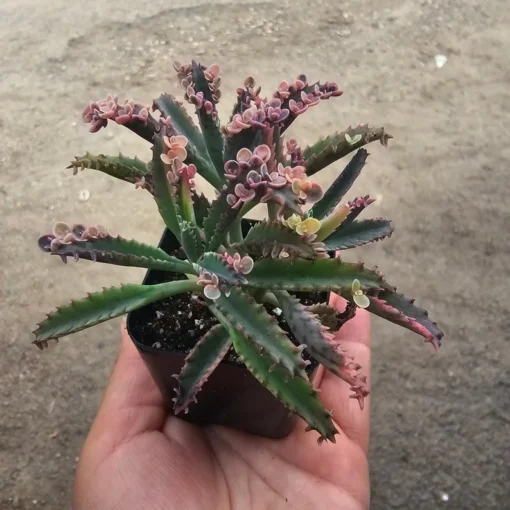 Kalanchoe Pink Butterfly, Variegated Succulent, Rare Succulent, 2in' pot