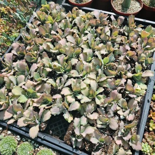 Kalanchoe Stained Glass | Pink Kalanchoe | Rare Kalanchoe | Variegated Succulent | 2in pot | 4in pot