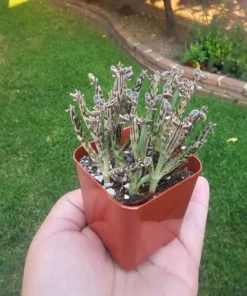 Kalanchoe tubiflora | Rare Kalanchoe | Mother of Millions | 2in pot