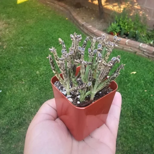 Kalanchoe tubiflora | Rare Kalanchoe | Mother of Millions | 2in pot