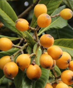 Loquat Trees Live Plant, Live Loquat Tree, Golden Loquat Plant Live, 1 to 2 Feet in Height, Loquat Tree for Planting Indoor Outdoor
– Tropical Fruit Tree