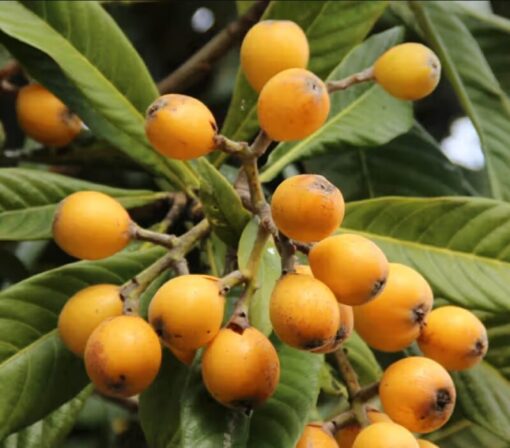 Loquat Trees Live Plant, Live Loquat Tree, Golden Loquat Plant Live, 1 to 2 Feet in Height, Loquat Tree for Planting Indoor Outdoor
– Tropical Fruit Tree