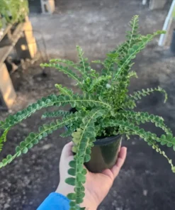 Lemon Button Fern Nephrolepis Cordifolia Duffii 4 Inch Pot | Compact Indoor Greenery