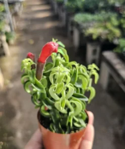 Lipstick Curly | Twisted Lipstick Plant | Aeschynanthus Rasta | 3in pot