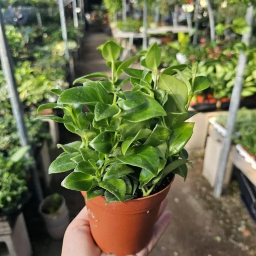 Lipstick Mona Lisa | Aeschynanthus lobbianus | 2in pot | 4in pot