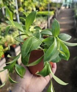 Lipstick Purple Star | Aeschynanthus radicans | 2in pot | 4in pot