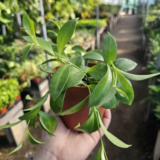 Lipstick Purple Star | Aeschynanthus radicans | 2in pot | 4in pot