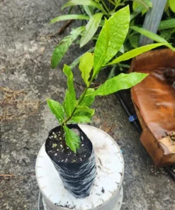 Live Cashew Tree Yellow 1 FT - Fruit and Nut Producing Tree