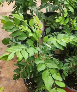 Live Curry Leaf Tree 12-16 Inches Fresh Herb Plant for Indoor & Outdoor