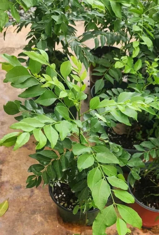 Live Curry Leaf Tree 12-16 Inches Fresh Herb Plant for Indoor & Outdoor