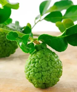 Live Grafted Kaffir Lime Tree Citrus Plant 2 Feet Tall in 1-Gallon Pot