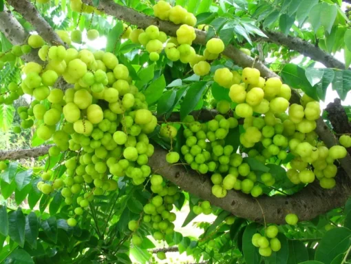 Live Grosella Tree Phyllanthus acidus Tropical Fruit Plant 10 Inches to 1 ft