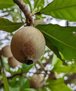 Live Jagua Genipapo Tree Seedling Tropical Fruit Plant 1-2 ft