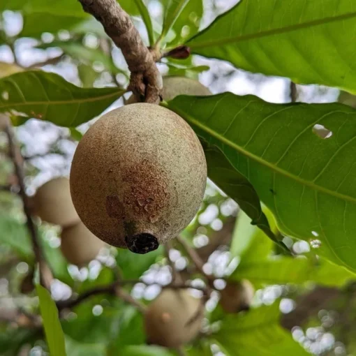 Live Jagua Genipapo Tree Seedling Tropical Fruit Plant 1-2 ft