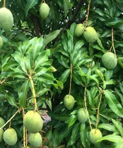 Live Julie Mango Tree 1 FT Mangifera indica Tropical Fruit Plant