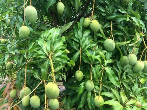 Live Julie Mango Tree 1 FT Mangifera indica Tropical Fruit Plant