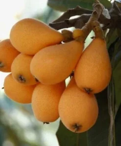 Live Loquat Tree Níspero Japonés Fast-Growing Fruit Tree for Patio