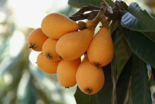 Live Loquat Tree Níspero Japonés Fast-Growing Fruit Tree for Patio