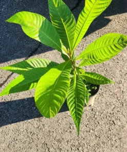 Live Mamey Sapote Tree Pouteria sapota 10 Inches to 1.5 ft Tropical Fruit