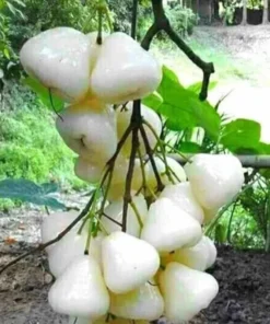 Live White Pumarose Jambu Tree Tropical Fruit Plant for Gardens 10-15 Feet