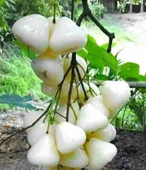 Live White Pumarose Jambu Tree Tropical Fruit Plant for Gardens 10-15 Feet