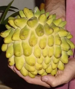 Live Wild Sweetsop Tree Rollinia Tropical Fruit Plant for Garden