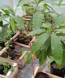 Live Yellow Caimito Abiu Tree 10in to 1ft Tropical Fruit Plant