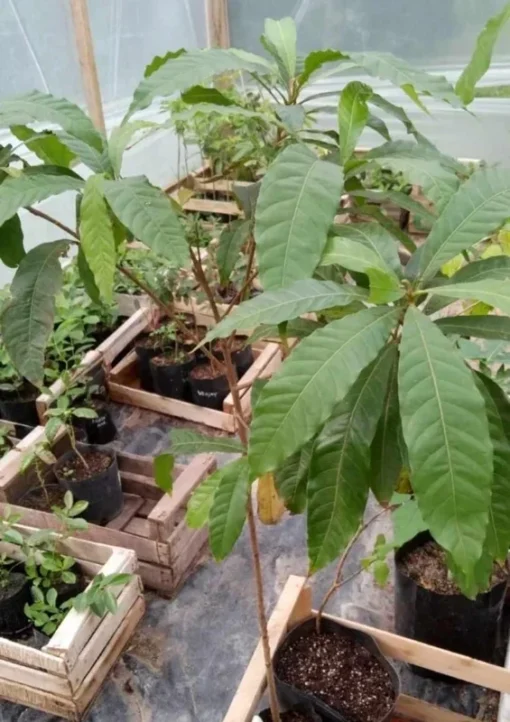 Live Yellow Caimito Abiu Tree 10in to 1ft Tropical Fruit Plant