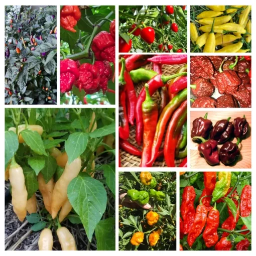 Lot of 3 Pepper Plants - Live Super Hot Pepper Plants, 75+ Days Old, Live Outdoor Vegetable Plants, Chili Plants - YOU PICK