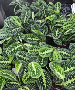 Maranta Lemon Lime | Maranta leuconeura Lemon Lime | Prayer Plant