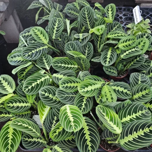 Maranta Lemon Lime | Maranta leuconeura Lemon Lime | Prayer Plant