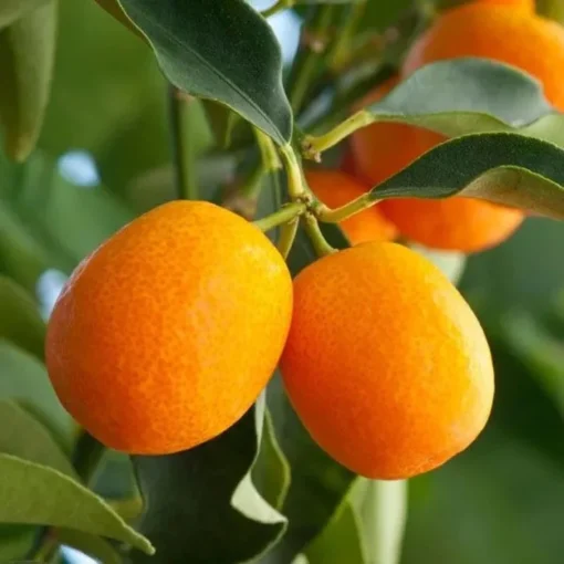 Meiwa Kumquat Tree Grafted 2 Feet Tall in 1-Gallon Pot with Soil