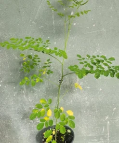 Moringa oleifera Live Tree Fast-Growing Deciduous Plant 1-2 ft