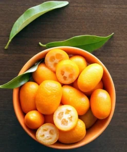 Nagami Kumquat Tree Grafted Citrus Plant 2-3 Feet Tall with Pot and Soil