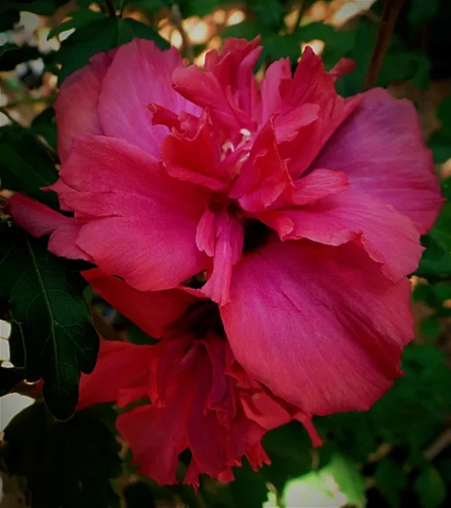 One Live Red Hibiscus Althea Rose Of Sharon Tree Shrub Bush Large Blooms Each Summer 2-3 ft Tall