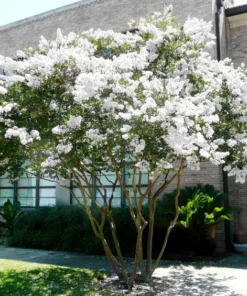 One White Crape Myrtle Tree /Shrub Beautiful Bright White Blooms 18-24