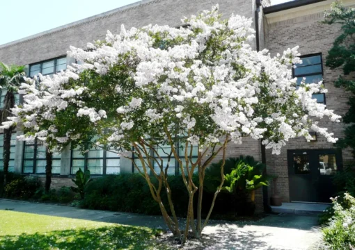 One White Crape Myrtle Tree /Shrub Beautiful Bright White Blooms 18-24" Tall