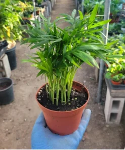 Parlor Palm Indoor Plant Chamaedorea Elegans 4in Pot – Compact, Lush Green Foliage