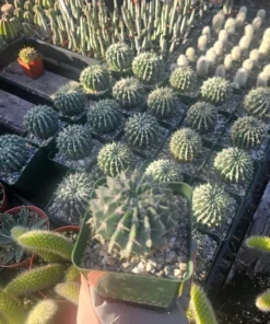 Parodia Buiningii Cactus | Notocactus Buiningii | 4in pot