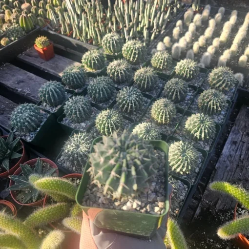 Parodia Buiningii Cactus | Notocactus Buiningii | 4in pot